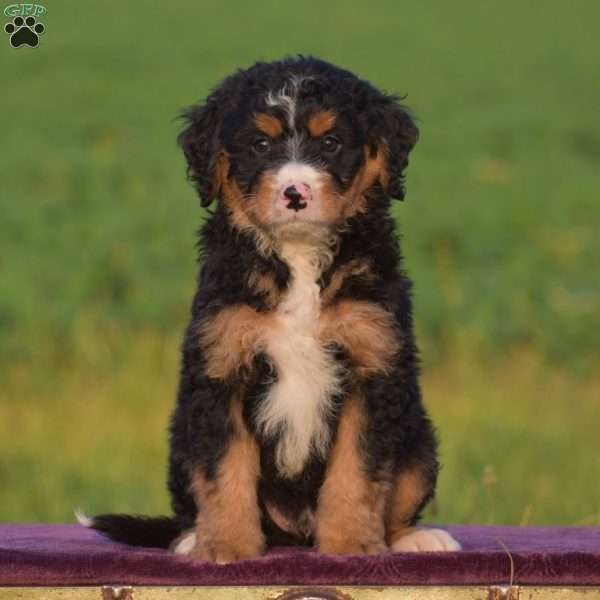 Mac, Mini Bernedoodle Puppy