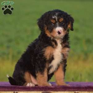 Mac, Mini Bernedoodle Puppy
