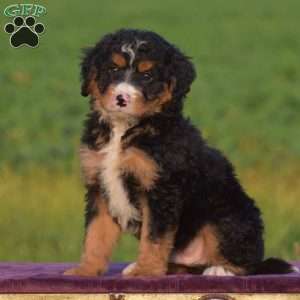 Mac, Mini Bernedoodle Puppy