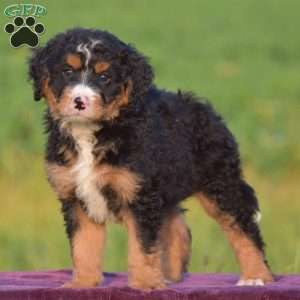 Mac, Mini Bernedoodle Puppy