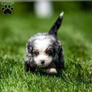 Mace, Mini Bernedoodle Puppy