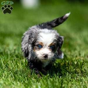 Mace, Mini Bernedoodle Puppy