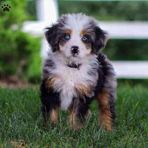 Mace, Mini Bernedoodle Puppy
