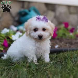 Macey, Bich-Poo Puppy