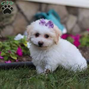 Macey, Bich-Poo Puppy