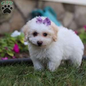 Macey, Bich-Poo Puppy