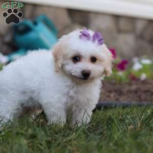 Macey, Bich-Poo Puppy