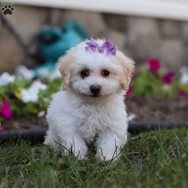 Macey, Bich-Poo Puppy