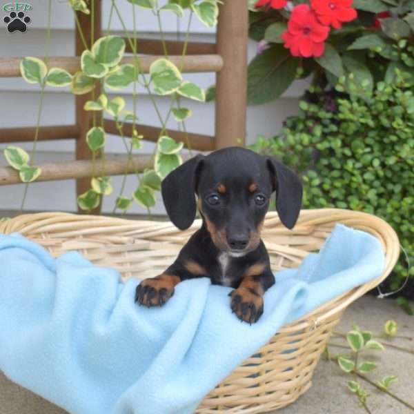 Maci, Dachshund Puppy