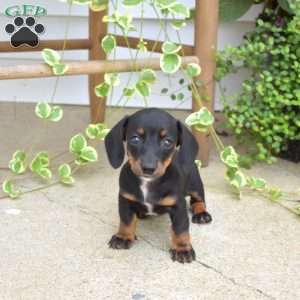 Maci, Dachshund Puppy