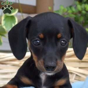 Maci, Dachshund Puppy