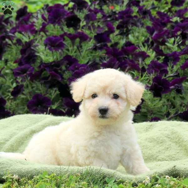 Mack, Bichon Frise Puppy