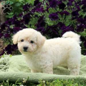 Mack, Bichon Frise Puppy