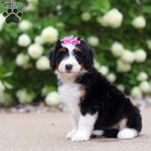 Macy, Mini Bernedoodle Puppy