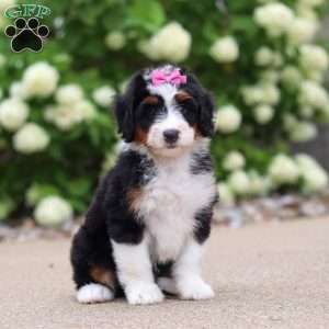 Macy, Mini Bernedoodle Puppy