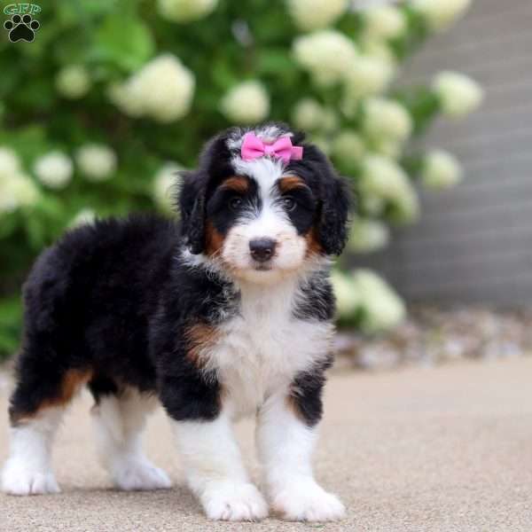 Macy, Mini Bernedoodle Puppy