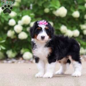 Macy, Mini Bernedoodle Puppy