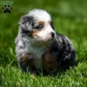 Macy, Mini Bernedoodle Puppy