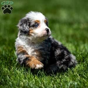 Macy, Mini Bernedoodle Puppy