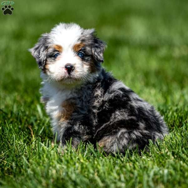 Macy, Mini Bernedoodle Puppy