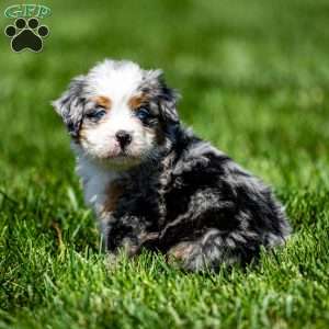 Macy, Mini Bernedoodle Puppy