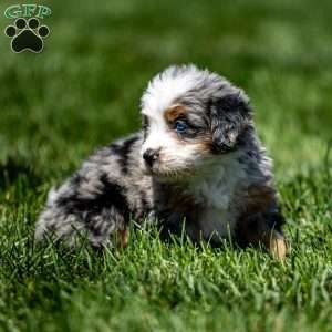 Macy, Mini Bernedoodle Puppy