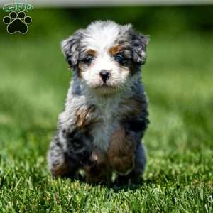 Macy, Mini Bernedoodle Puppy