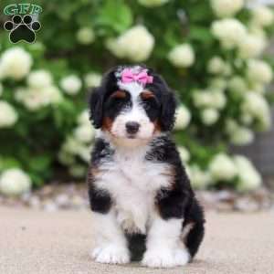 Macy, Mini Bernedoodle Puppy