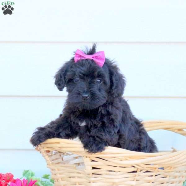 Maddie, Yorkie Poo Puppy