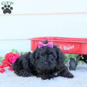Maddie, Yorkie Poo Puppy