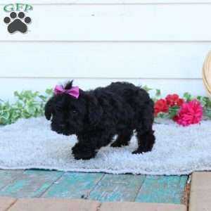 Maddie, Yorkie Poo Puppy