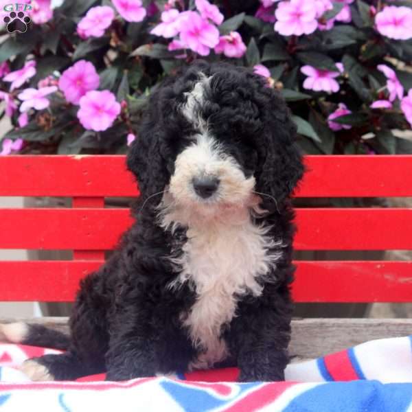 Madison, Bernedoodle Puppy