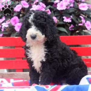 Madison, Bernedoodle Puppy