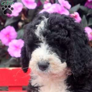 Madison, Bernedoodle Puppy