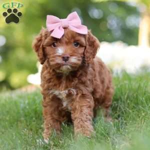 Maggie, Cockapoo Puppy