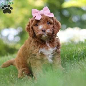 Maggie, Cockapoo Puppy