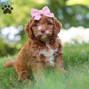 Maggie, Cockapoo Puppy