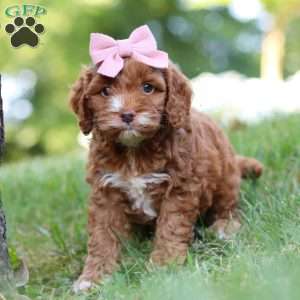 Maggie, Cockapoo Puppy