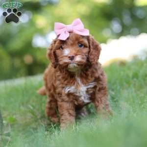 Maggie, Cockapoo Puppy