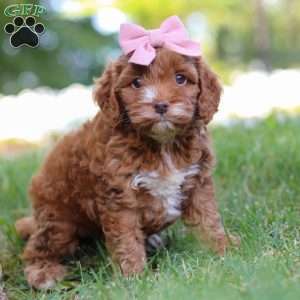 Maggie, Cockapoo Puppy
