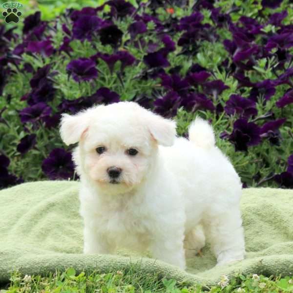 Maggie, Bichon Frise Puppy