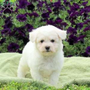 Maggie, Bichon Frise Puppy