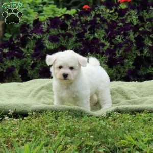 Maggie, Bichon Frise Puppy