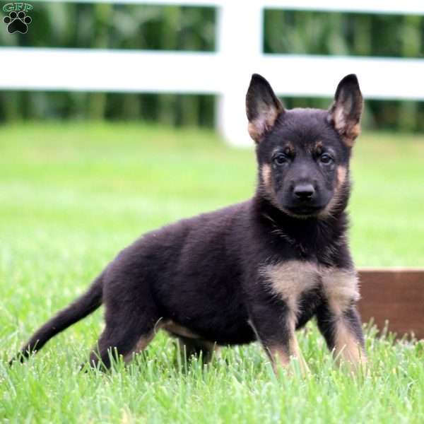Maggie, German Shepherd Puppy
