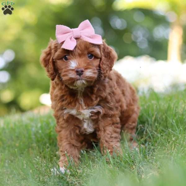 Maggie, Cockapoo Puppy