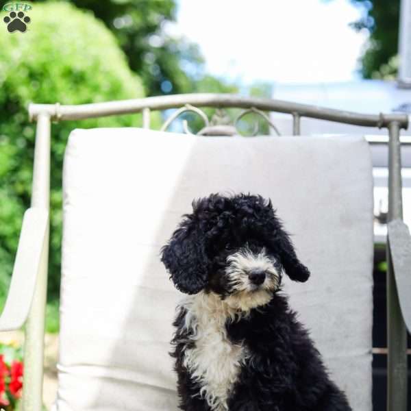 Mahlon, Bernedoodle Puppy