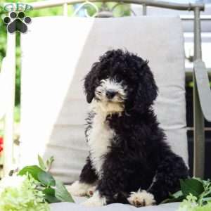 Mahlon, Bernedoodle Puppy