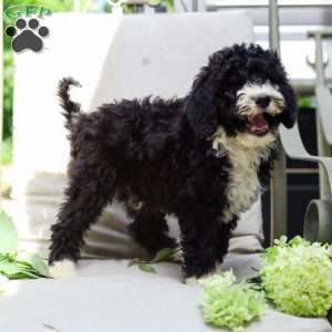 Mahlon, Bernedoodle Puppy