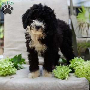 Mahlon, Bernedoodle Puppy