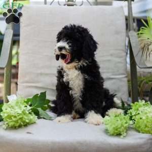 Mahlon, Bernedoodle Puppy
